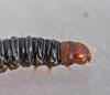 Aglossa sp.